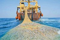 تکذیب صید ترال توسط کشتیهای صید صنعتی خارجی تکذیب صید ترال توسط کشتیهای صید صنعتی خارجی