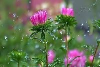 ورود سامانه بارشی به کشور از شنبه/ وزش باد و خیزش گرد و خاک در برخی استان‌ها