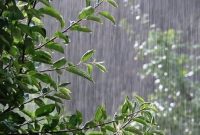 باران تابستانی تهران/ مجموعه فرهنگی تاریخی سعدآباد