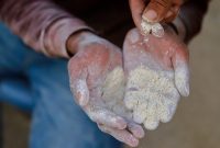 اعتصاب غذای یک روزه کارمندان آمریکا در همبستگی با مردم غزه