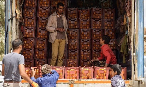 توزیع میوه شب عید در ۲۵ استان کشور آغاز شد توزیع میوه شب عید در ۲۵ استان کشور آغاز شد
