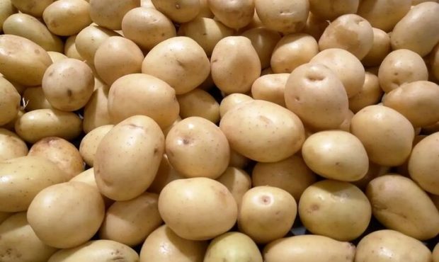 ابلاغ ممنوعیت صادرات سیبزمینی از سوی گمرک ابلاغ ممنوعیت صادرات سیبزمینی از سوی گمرک