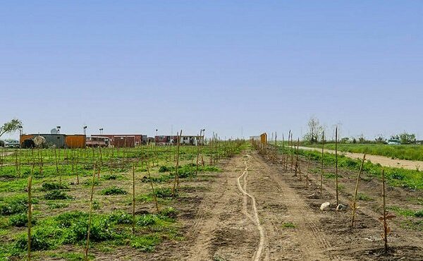 وزارت جهاد به دنبال بازپسگیری زمین پتروشیمی میانکاله است وزارت جهاد به دنبال بازپسگیری زمین پتروشیمی میانکاله است