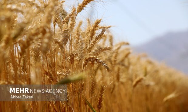 پس از گذشت ۴۰ روز از تحویل نخستین بار گندم هنوز ریالی پرداخت نشده است