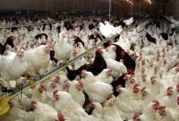 شیوع آنفلوآنزای فوق حاد پرندگان تکذیب شد