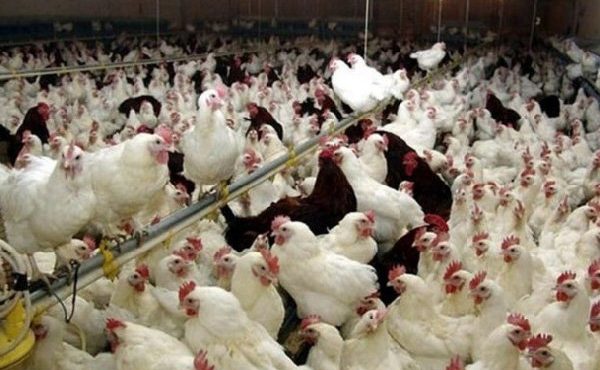 شیوع آنفلوآنزای فوق حاد پرندگان تکذیب شد شیوع آنفلوآنزای فوق حاد پرندگان تکذیب شد