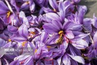 قیمت زعفران افزایش یافت