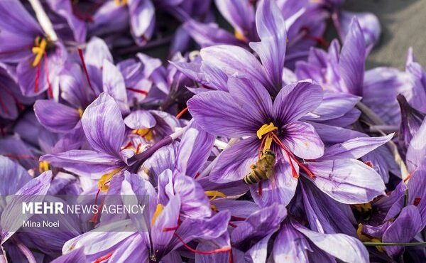 قیمت زعفران افزایش یافت قیمت زعفران افزایش یافت