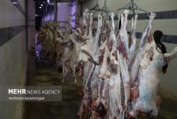 عرضه گوشت گوساله زیر ۷۰۰ هزار تومان به زودی