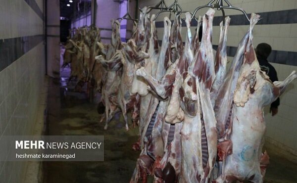 عرضه گوشت گوساله زیر ۷۰۰ هزار تومان به زودی