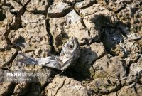 ششمین خشکسالی پیاپی در ایران؛ تا آذرماه خبری از بارش‌های پاییزی نیست