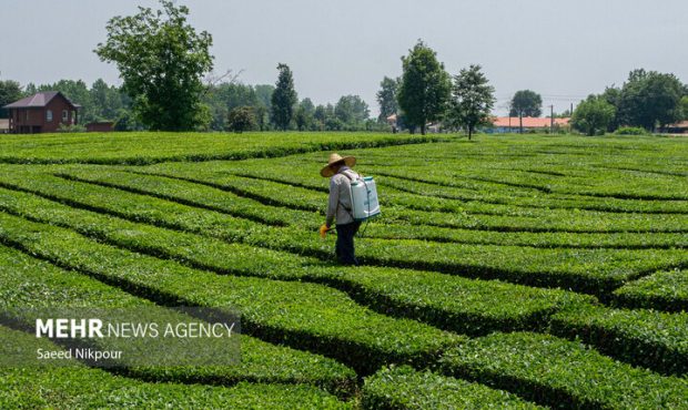 صادرات چای ۴۸ درصد افزایش یافت صادرات چای ۴۸ درصد افزایش یافت